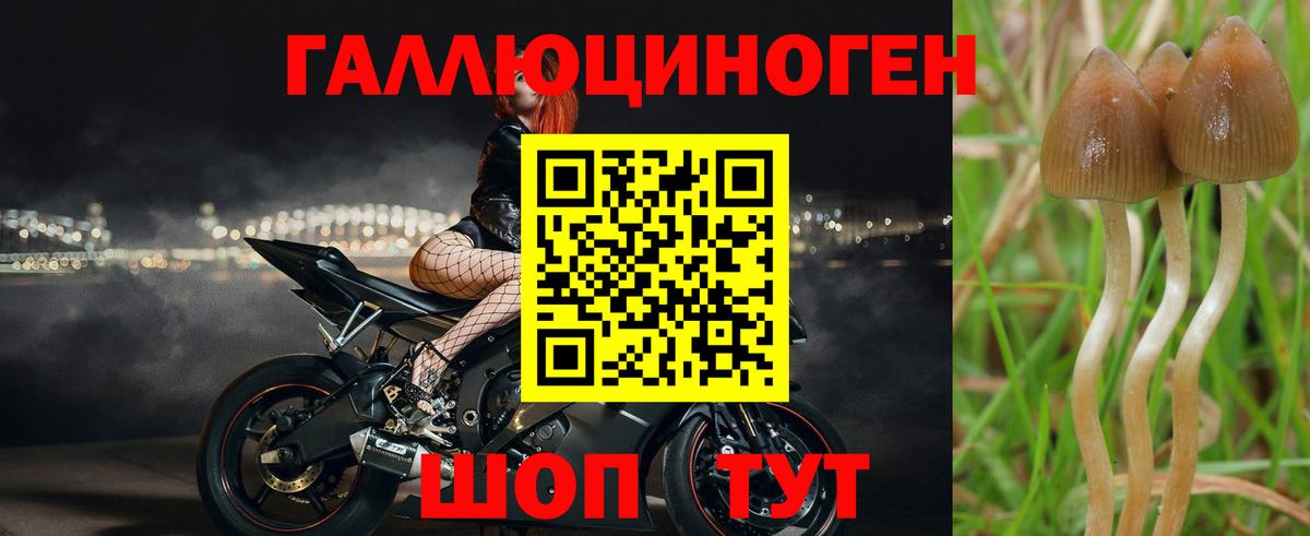 Псилоцибиновые грибы Cubensis Невинномысск